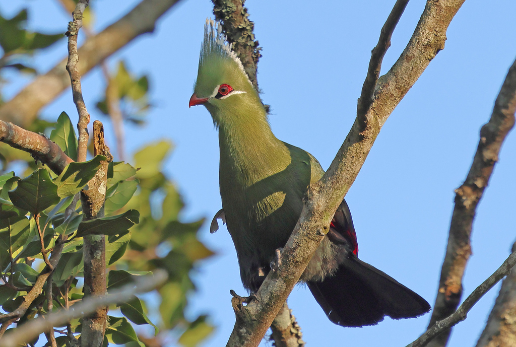 Livingstone's Turaco