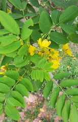 Senna sulfurea