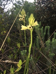 Eulophia welwitschii