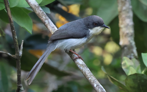 iNaturalist image