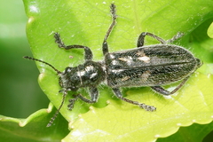Balcus violaceus
