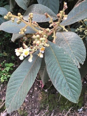 Saurauia cuatrecasana