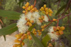 Eucalyptus porosa