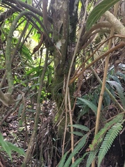 Saurauia cuatrecasana