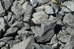 Ischnura cervula