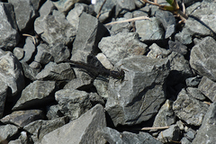 Ischnura cervula