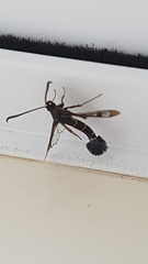 Synanthedon tipuliformis