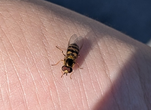 Unknown species found near Nicholasville, KY 40356, USA