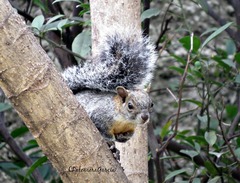 Sciurus aureogaster