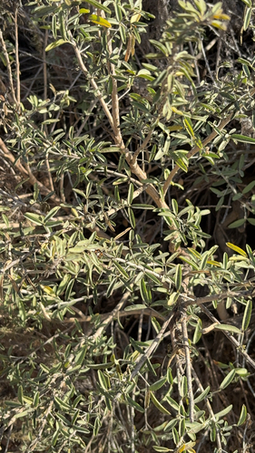 iNaturalist observation photo of Bladderpod