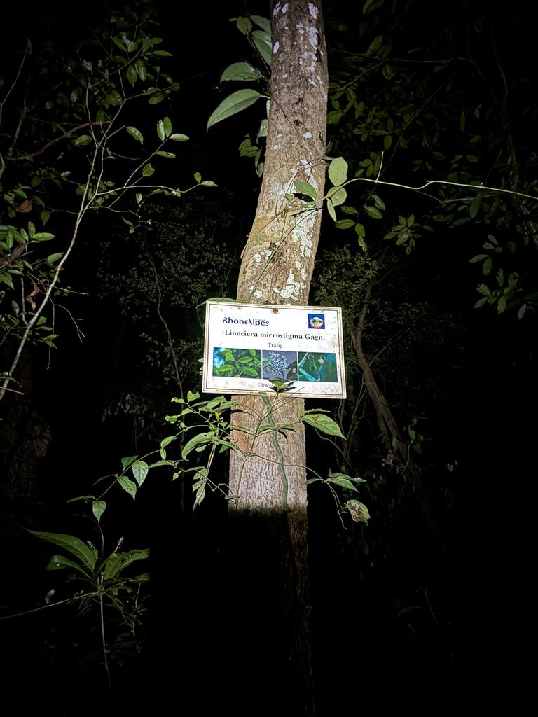 Chionanthus microstigma
