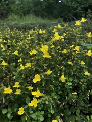 Erythranthe michiganensis