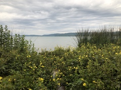 Erythranthe michiganensis