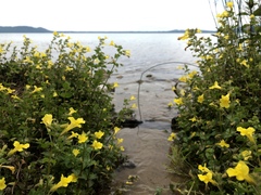 Erythranthe michiganensis