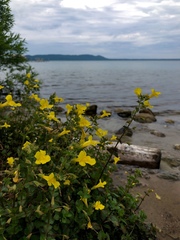 Erythranthe michiganensis