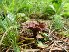Thelephora caryophyllea