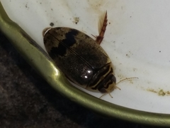 Thermonectus nigrofasciatus