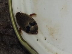 Thermonectus nigrofasciatus