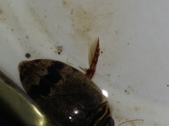 Thermonectus nigrofasciatus