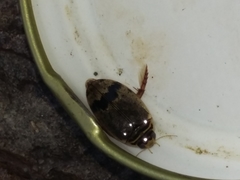 Thermonectus nigrofasciatus