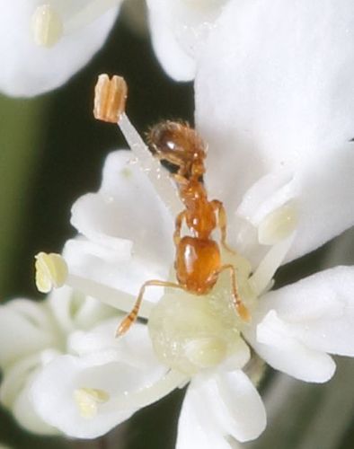 Monomorium symmotuMonomorium symmotu