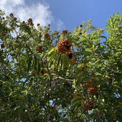 Pittosporum pentandrum
