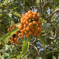 Pittosporum pentandrum