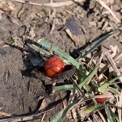 Pittosporum pentandrum