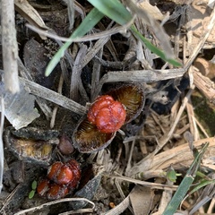 Pittosporum pentandrum
