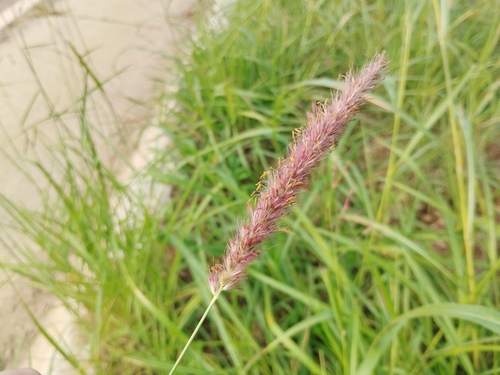 flaccidgrass (Pennisetum flaccidum)