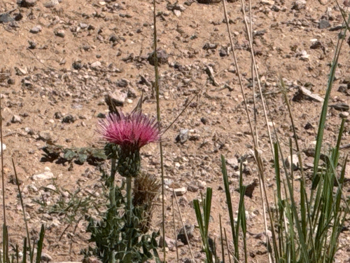 Martin’s thistle (Cirsium townsendii)