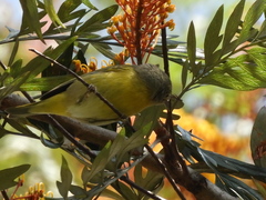 Leiothlypis ruficapilla