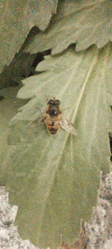 Unknown species found near Peaks Island, Portland, ME 04108, USA