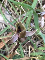 Chiloglottis gunnii