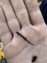 Batrachoseps gregarius