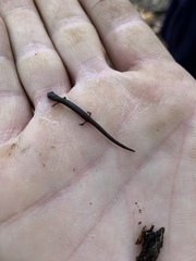 Batrachoseps gregarius