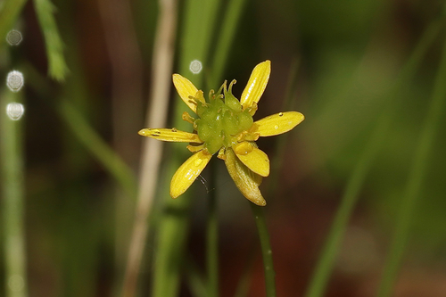 Lapland Buttercup (Ranunculus lapponicus)