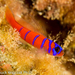 Blue-banded Goby - Photo (c) ckelp, some rights reserved (CC BY-NC), uploaded by ckelp