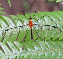 Aurotipula clara