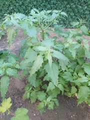 Chenopodiastrum murale