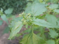 Chenopodiastrum murale