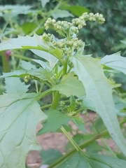 Chenopodiastrum murale