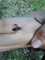 Leptoglossus brevirostris