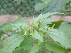 Chenopodiastrum murale