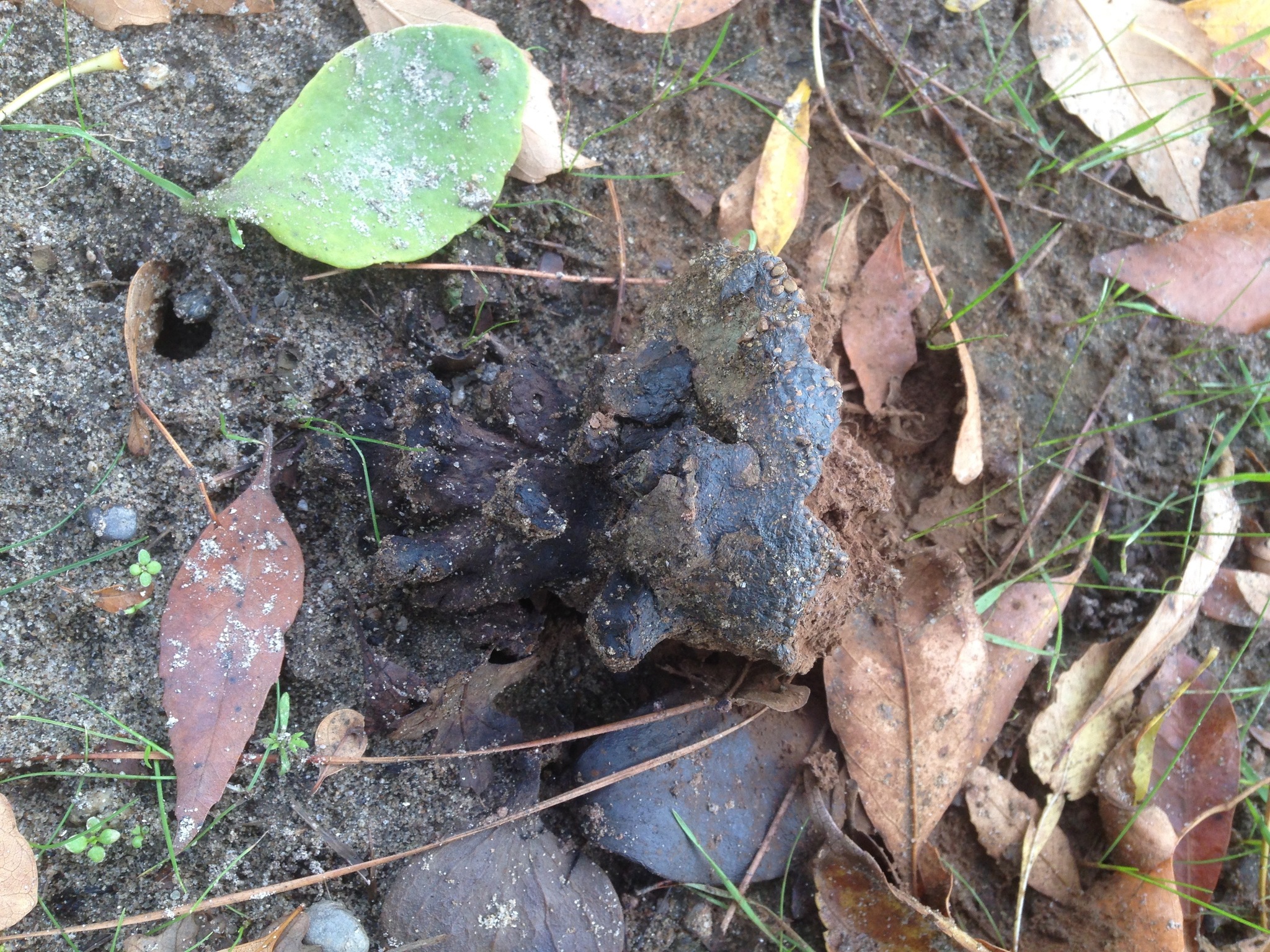 Pisolithus arrhizus image