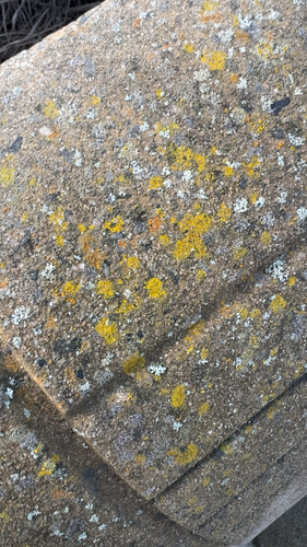 iNaturalist observation photo of Common Lichens