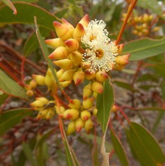 Eucalyptus socialis