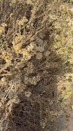 iNaturalist observation photo of Coastal Goldenbush