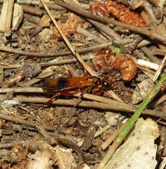 Sphictostethus fugax