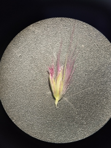 Cenchrus flaccidus, photograph 1